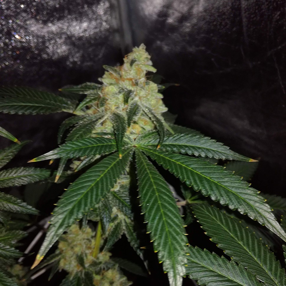 семена конопли аутдор Auto OG Kush feminised Victory Seeds семена конопли аутдор Auto OG Kush feminised Victory Seeds