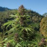 Семена марихуаны  Northern Soul feminised Ganja Seeds Семена марихуаны  Northern Soul feminised Ganja Seeds