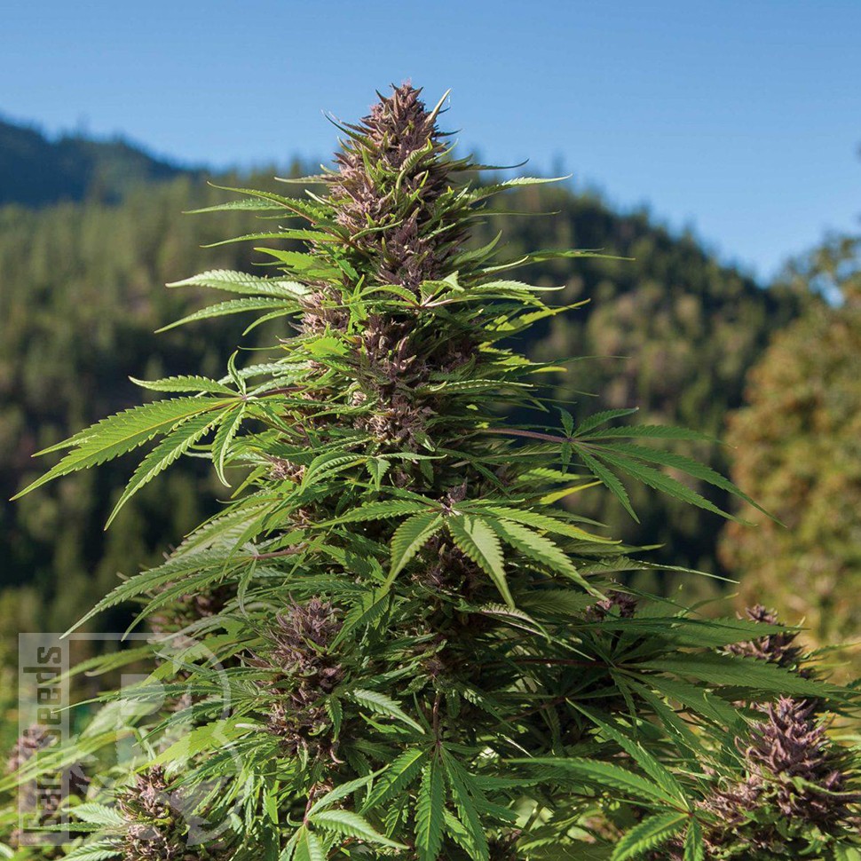 Семена марихуаны  Northern Soul feminised Ganja Seeds