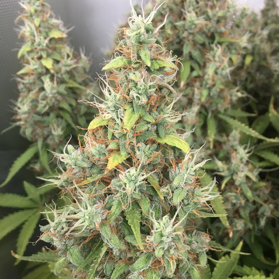 Семена марихуаны  New York Diesel regular Ganja Seeds