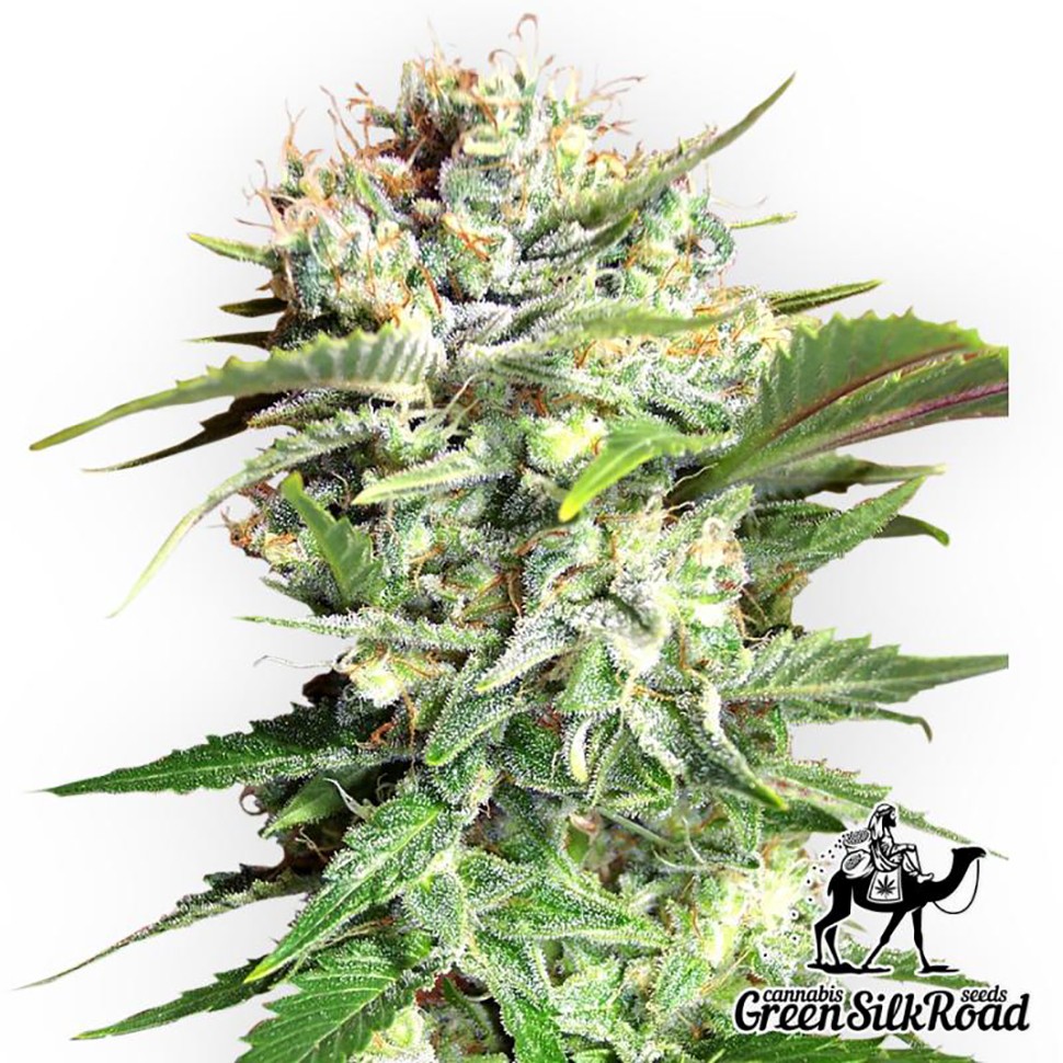Семена  Bubble Gum feminised Green Silk Road Seeds
