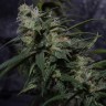 семена конопли Нур-Султан Auto Original Berry feminised Victory Seeds семена конопли Нур-Султан Auto Original Berry feminised Victory Seeds