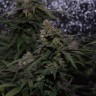 семена конопли в интернете Auto Original Berry feminised Victory Seeds семена конопли в интернете Auto Original Berry feminised Victory Seeds