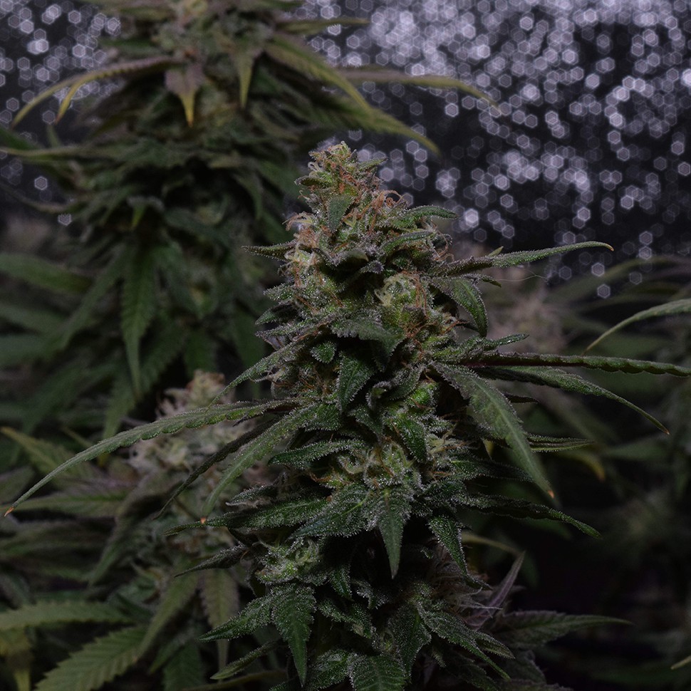 семена конопли в интернете Auto Original Berry feminised Victory Seeds семена конопли в интернете Auto Original Berry feminised Victory Seeds