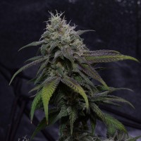 Auto Original Berry feminised Victory Seeds