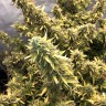 семена конопли Auto Big Bud XXL feminised Ganja Seeds семена конопли Auto Big Bud XXL feminised Ganja Seeds