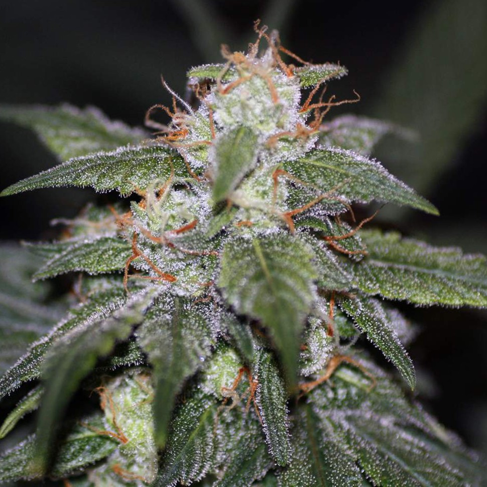 Семена каннабиса  Auto Blue Cheese feminised Ganja Seeds