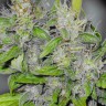 Семена каннабиса  Big Dutch Bud feminised Ganja Seeds Семена каннабиса  Big Dutch Bud feminised Ganja Seeds