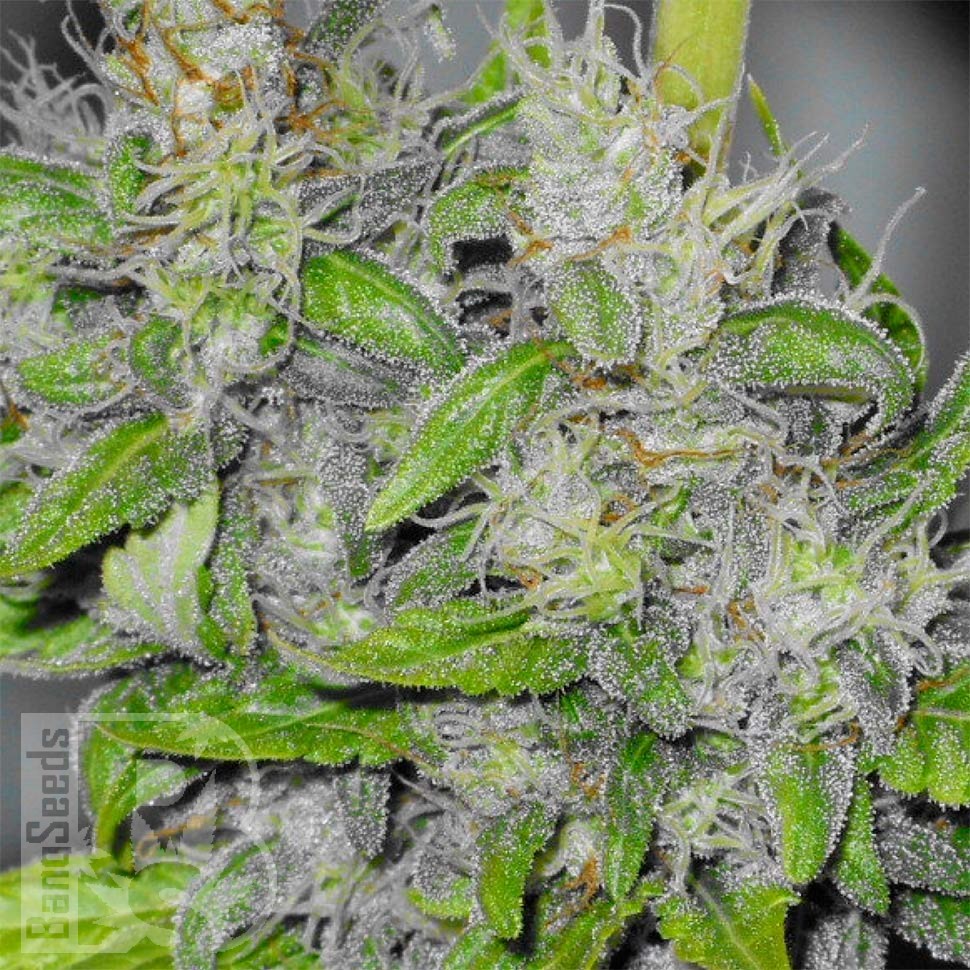 Семена каннабиса  Big Dutch Bud feminised Ganja Seeds Семена каннабиса  Big Dutch Bud feminised Ganja Seeds