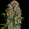 Семена каннабиса  Big Dutch Bud feminised Ganja Seeds Семена каннабиса  Big Dutch Bud feminised Ganja Seeds