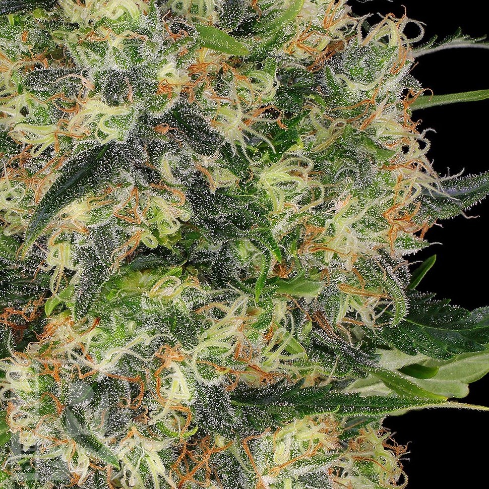 Семена каннабиса  Big Dutch Bud feminised Ganja Seeds Семена каннабиса  Big Dutch Bud feminised Ganja Seeds