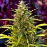 Семена марихуаны  Orange Bud feminised Ganja Seeds Семена марихуаны  Orange Bud feminised Ganja Seeds