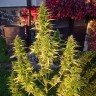 Семена марихуаны  Orange Bud feminised Ganja Seeds Семена марихуаны  Orange Bud feminised Ganja Seeds