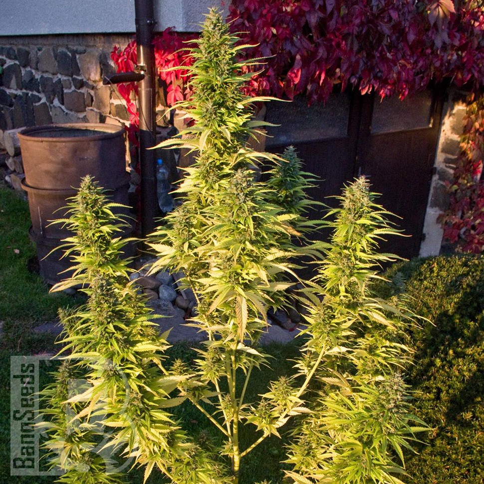 Семена марихуаны  Orange Bud feminised Ganja Seeds Семена марихуаны  Orange Bud feminised Ganja Seeds