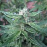 купить урожайные семена конопли Auto Haze feminised купить урожайные семена конопли Auto Haze feminised