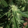 купить качественные семена конопли Auto Haze feminised купить качественные семена конопли Auto Haze feminised