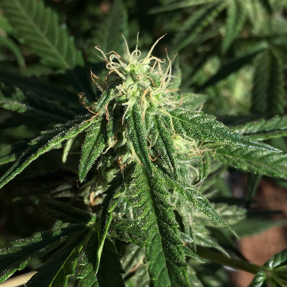 купить качественные семена конопли Auto Haze feminised купить качественные семена конопли Auto Haze feminised