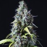 Семена  Auto Haze feminised Ganja Seeds Семена  Auto Haze feminised Ganja Seeds