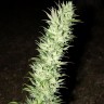 Семена  Auto Haze feminised Ganja Seeds Семена  Auto Haze feminised Ganja Seeds