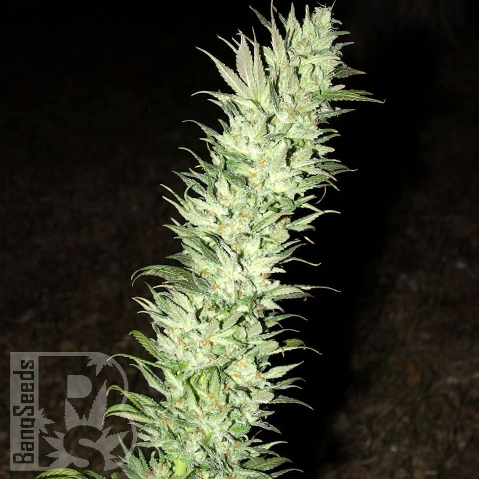 Семена  Auto Haze feminised Ganja Seeds Семена  Auto Haze feminised Ganja Seeds