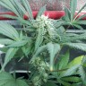 купить семена конопли Black Domina feminised купить семена конопли Black Domina feminised