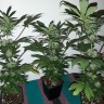 купить семена конопли недорого Black Domina feminised купить семена конопли недорого Black Domina feminised