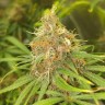 купить урожайные семена конопли Black Domina feminised купить урожайные семена конопли Black Domina feminised