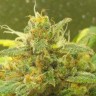 купить качественные семена конопли Black Domina feminised купить качественные семена конопли Black Domina feminised