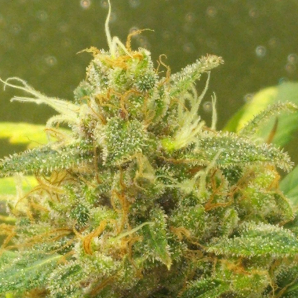 купить качественные семена конопли Black Domina feminised купить качественные семена конопли Black Domina feminised