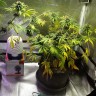 купить семена конопли феминизированные Black Domina feminised купить семена конопли феминизированные Black Domina feminised