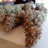 Black Domina feminised Ganja Seeds