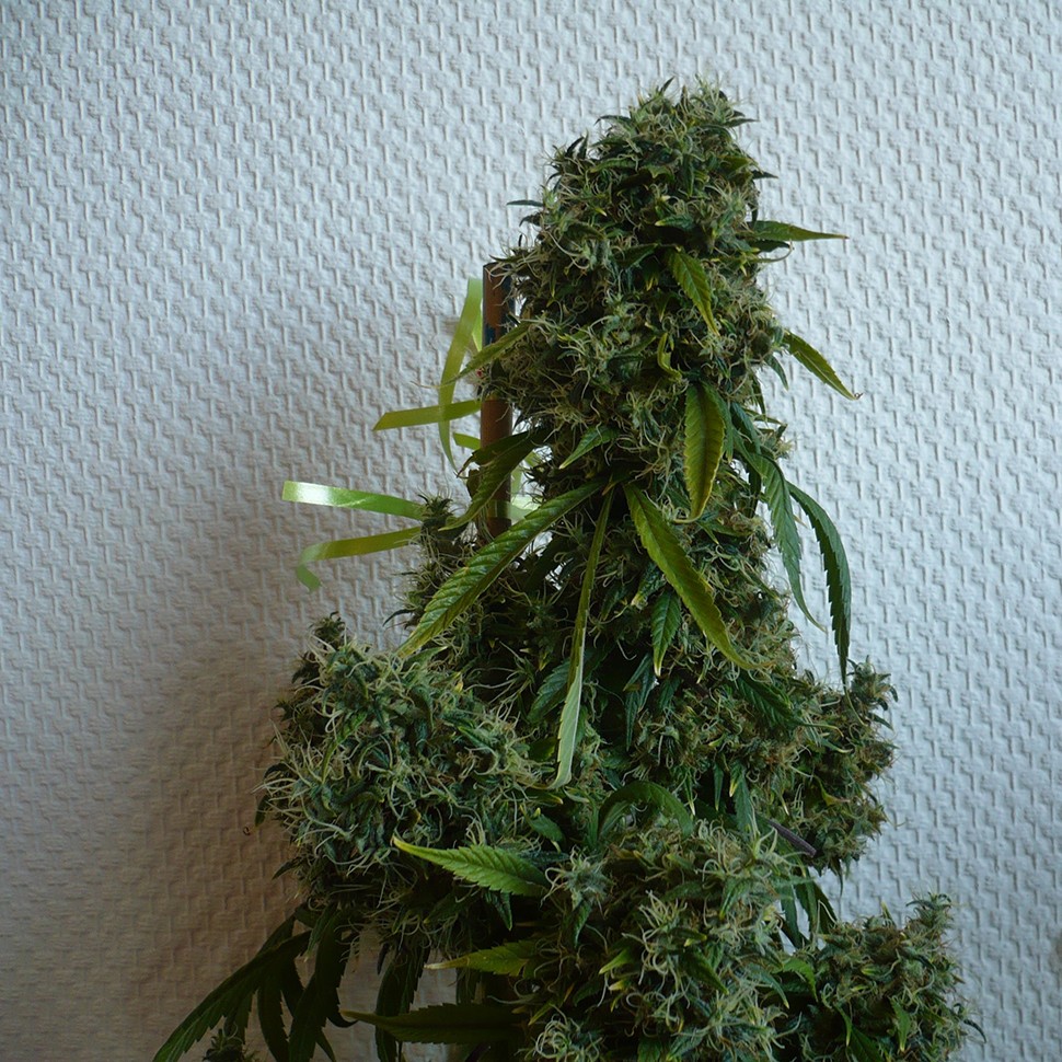 Семена  Kali Mist regular Ganja Seeds
