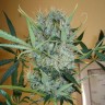 семена индийской конопли Kali Mist regular Ganja Seeds семена индийской конопли Kali Mist regular Ganja Seeds