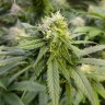заказ семян конопли Алма-Ата Auto Original Limonade Skunk feminised Victory Seeds заказ семян конопли Алма-Ата Auto Original Limonade Skunk feminised Victory Seeds
