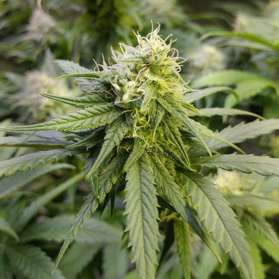 заказ семян конопли Алма-Ата Auto Original Limonade Skunk feminised Victory Seeds заказ семян конопли Алма-Ата Auto Original Limonade Skunk feminised Victory Seeds