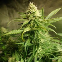 Auto Original Limonade Skunk feminised Victory Seeds