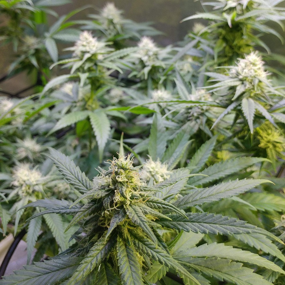 семена конопли гидропоники Auto Original Limonade Skunk feminised Victory Seeds семена конопли гидропоники Auto Original Limonade Skunk feminised Victory Seeds
