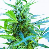 Auto Blue Kush feminised Ganja Seeds