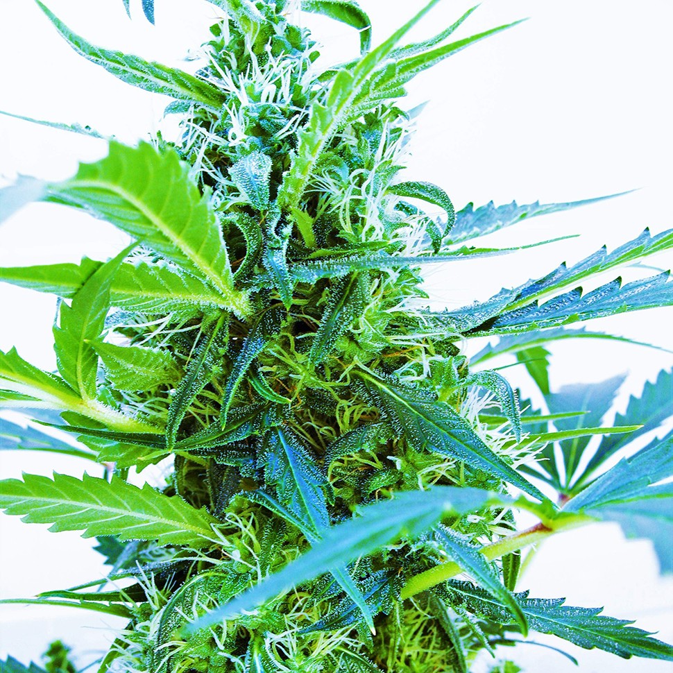 Семена ганжа  Auto Blue Kush feminised Ganja Seeds