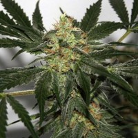 Black Domina x Early Skunk feminised Ganja Seeds