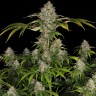 Семена конопли  Black Domina x Early Skunk feminised Ganja Seeds Семена конопли  Black Domina x Early Skunk feminised Ganja Seeds