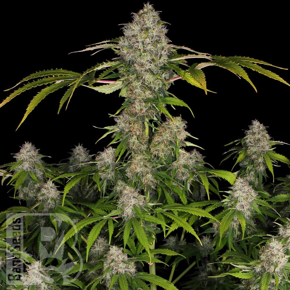 Семена конопли  Black Domina x Early Skunk feminised Ganja Seeds Семена конопли  Black Domina x Early Skunk feminised Ganja Seeds