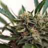 Семена каннабиса  Original Skunk #1 feminised Ganja Seeds Семена каннабиса  Original Skunk #1 feminised Ganja Seeds