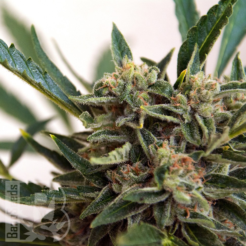 Семена каннабиса  Original Skunk #1 feminised Ganja Seeds