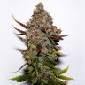 Семена каннабиса  Original Skunk #1 feminised Ganja Seeds Семена каннабиса  Original Skunk #1 feminised Ganja Seeds