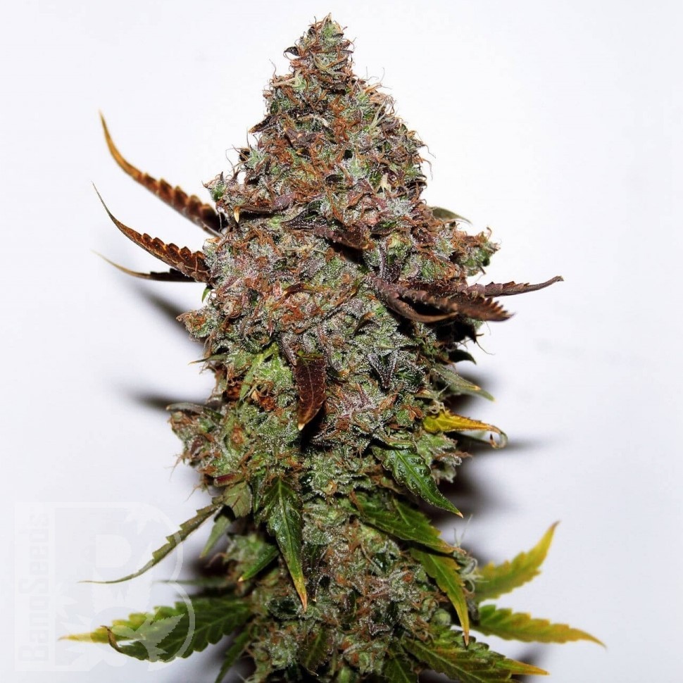 Семена каннабиса  Original Skunk #1 feminised Ganja Seeds Семена каннабиса  Original Skunk #1 feminised Ganja Seeds