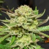 Семена каннабиса  Original Skunk #1 feminised Ganja Seeds Семена каннабиса  Original Skunk #1 feminised Ganja Seeds
