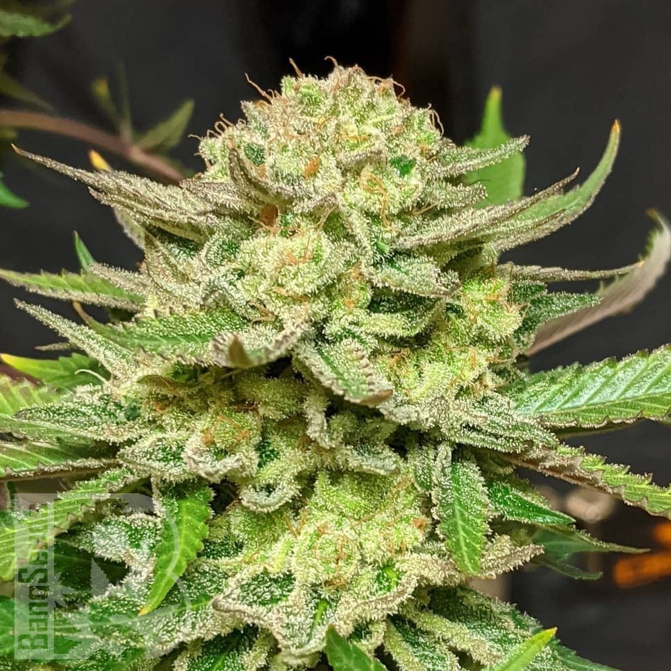 Семена каннабиса  Original Skunk #1 feminised Ganja Seeds Семена каннабиса  Original Skunk #1 feminised Ganja Seeds