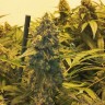 Семена каннабиса  Original Skunk #1 feminised Ganja Seeds Семена каннабиса  Original Skunk #1 feminised Ganja Seeds