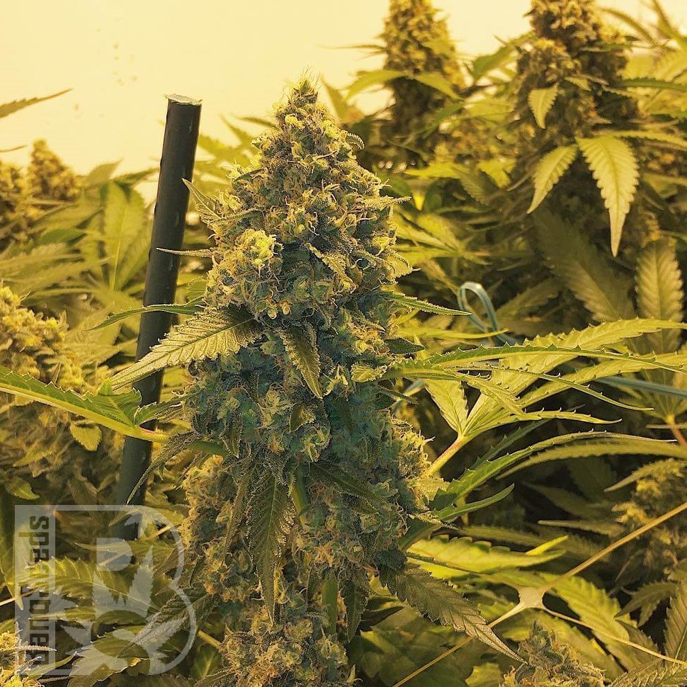 Семена каннабиса  Original Skunk #1 feminised Ganja Seeds Семена каннабиса  Original Skunk #1 feminised Ganja Seeds